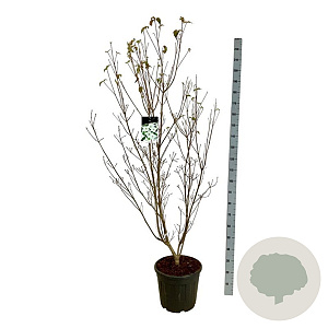 Cornus k. 'Milky Way' 150-175 cm 30L extra