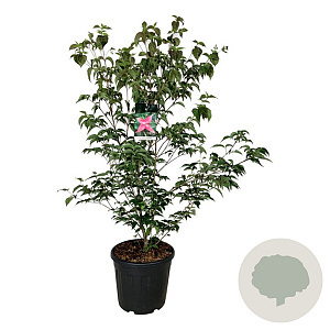 Cornus k. Scarlet Fire 125-150 cm 30L extra