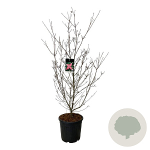 Cornus k. Scarlet Fire 125-150 cm 30L extra