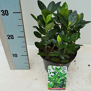 Euonymus fortunei 'Harlequin' 30-40 cm 7,5L