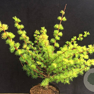 Larix kaempferi 'Magic Gold' 40-50 cm 7,5L