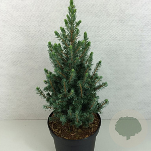 Picea glauca 'Conica Blue' 40-50 cm 7,5L