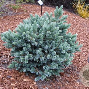 Picea glauca 'Blue Star' 40-50 cm 10L