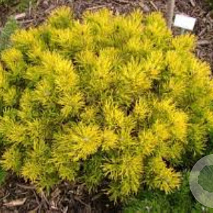 Pinus mugo 'Carsten' 50 cm stam 7,5L