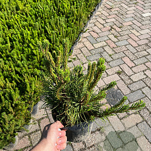 Pinus mugo pumilio 20-25 cm 3,0L