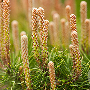 Pinus mugo pumilio 20-25 cm 3,0L