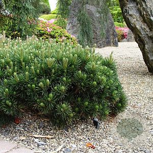 Pinus mugo pumilio 20-25 cm 3,0L