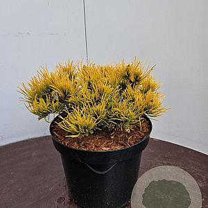 Pinus mugo 'Winter Gold' 25-30 cm 7,5L