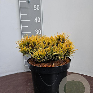 Pinus mugo 'Winter Gold' 25-30 cm 7,5L