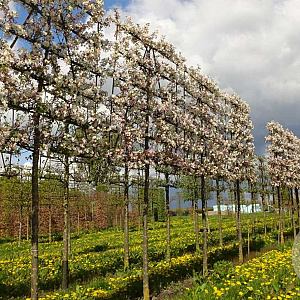 Malus 'Evereste' 16-18 cm draadkluit 210 cm stam 5 etages leivorm