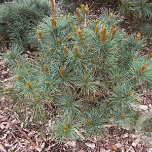 Pinus pumila 'Draijer's Dwarf' 30-40 cm 5,0L