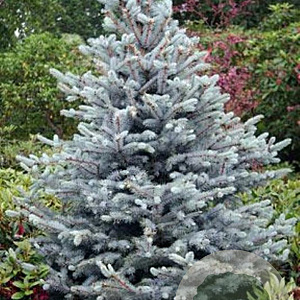 Picea pungens 'Bizon Blue' 20-25 cm 5,0L