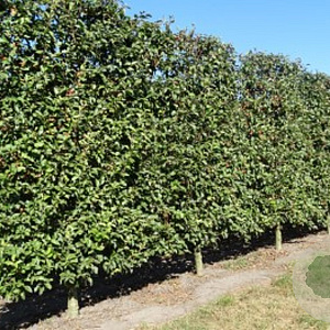 Malus 'Evereste' 16-18 cm draadkluit 50 cm stam schermvorm laag