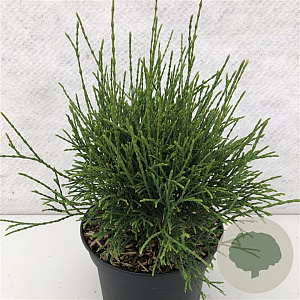 Thuja occidentalis 'Little Filly' 30-40 cm 7,5L