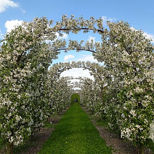 Malus 'Evereste' 16-18 cm draadkluit boog 2 halve bogen