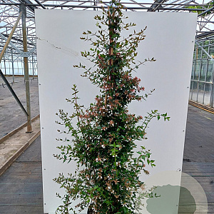 Abelia grandiflora 150-175 cm 20L met stok