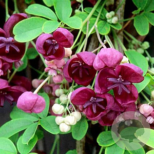 Akebia trifoliata 200-250 cm 30L 3 stok
