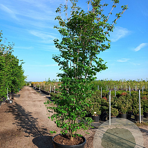 Cornus kousa chinensis 300-350 cm cont. 180L