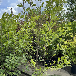 Magnolia soulangeana 150-175 cm 20L