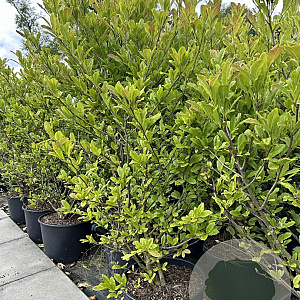 Magnolia stellata 100-125 cm 20L