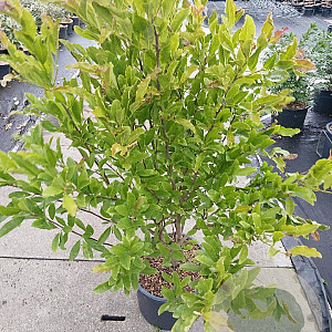 Magnolia stellata 100-125 cm 20L