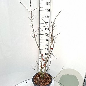 Parrotia persica 125-150 cm 20L