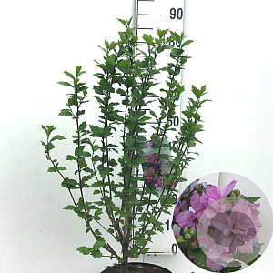 Hibiscus syr. 'Ardens' 60-80 cm 7,5L