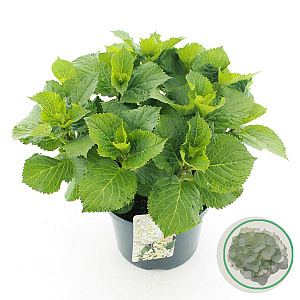 Hydrangea macrophylla 30-40 cm 5,0L