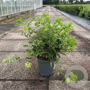 Hydrangea pan. 'Grandiflora' 40-50 cm 6,5L