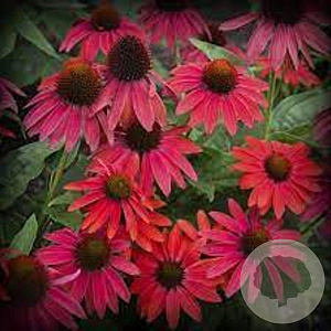 Echinacea Lakota Red GM P9