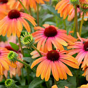 Echinacea Rainbow Marcella GM P9