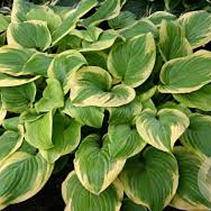 Hosta 'Fragrant Bouquet' GM P9