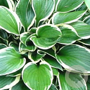 Hosta 'Minuteman' GM P9