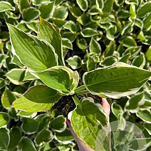 Hosta 'Minuteman' GM P9