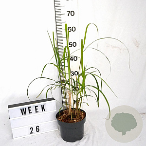 Miscanthus s. 'Memory' 30-40 cm 3,0L