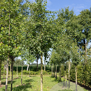 Malus sylvestris 14-16 HO draadkluit
