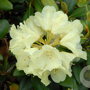 Rhododendron yakushimanum 'Millennium Gold' 60-70 cm 20L