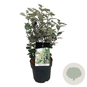 Elaeagnus ebb. 'Compacta' 50-60 cm 6L