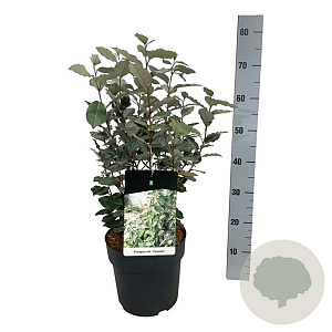 Elaeagnus ebb. 'Compacta' 50-60 cm 6L
