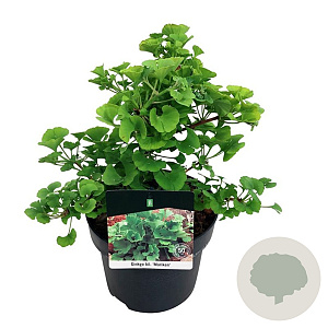 Ginkgo bil. 'Mariken' 30-40 cm 4,5L