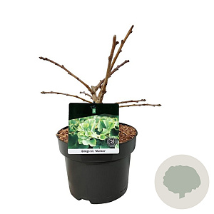 Ginkgo bil. 'Mariken' 30-40 cm 4,5L