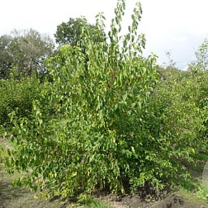Morus alba 'Fruitless' 350-400 cm draadkluit meerstammig