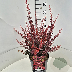 Berberis thunb. 'Rose Glow' 40-50 cm 10L