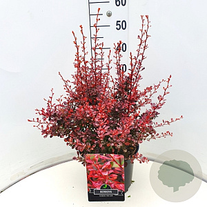 Berberis thunb. 'Rose Glow' 40-50 cm 10L