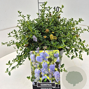 Ceanothus thyrsiflorus repens 30-35 cm 10L