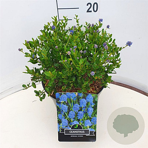 Ceanothus thyrsiflorus repens 30-35 cm 10L