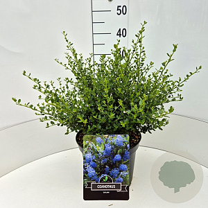 Ceanothus thyr. 'Skylark' 30-40 cm 10L