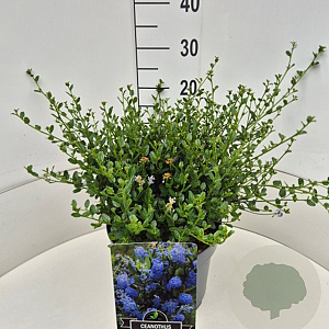 Ceanothus thyr. 'Skylark' 30-40 cm 10L