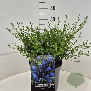 Ceanothus thyr. 'Skylark' 30-40 cm 10L