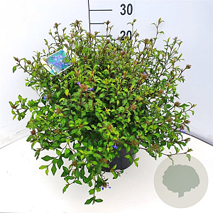 Ceratostigma willmottianum 35-40 cm 10L